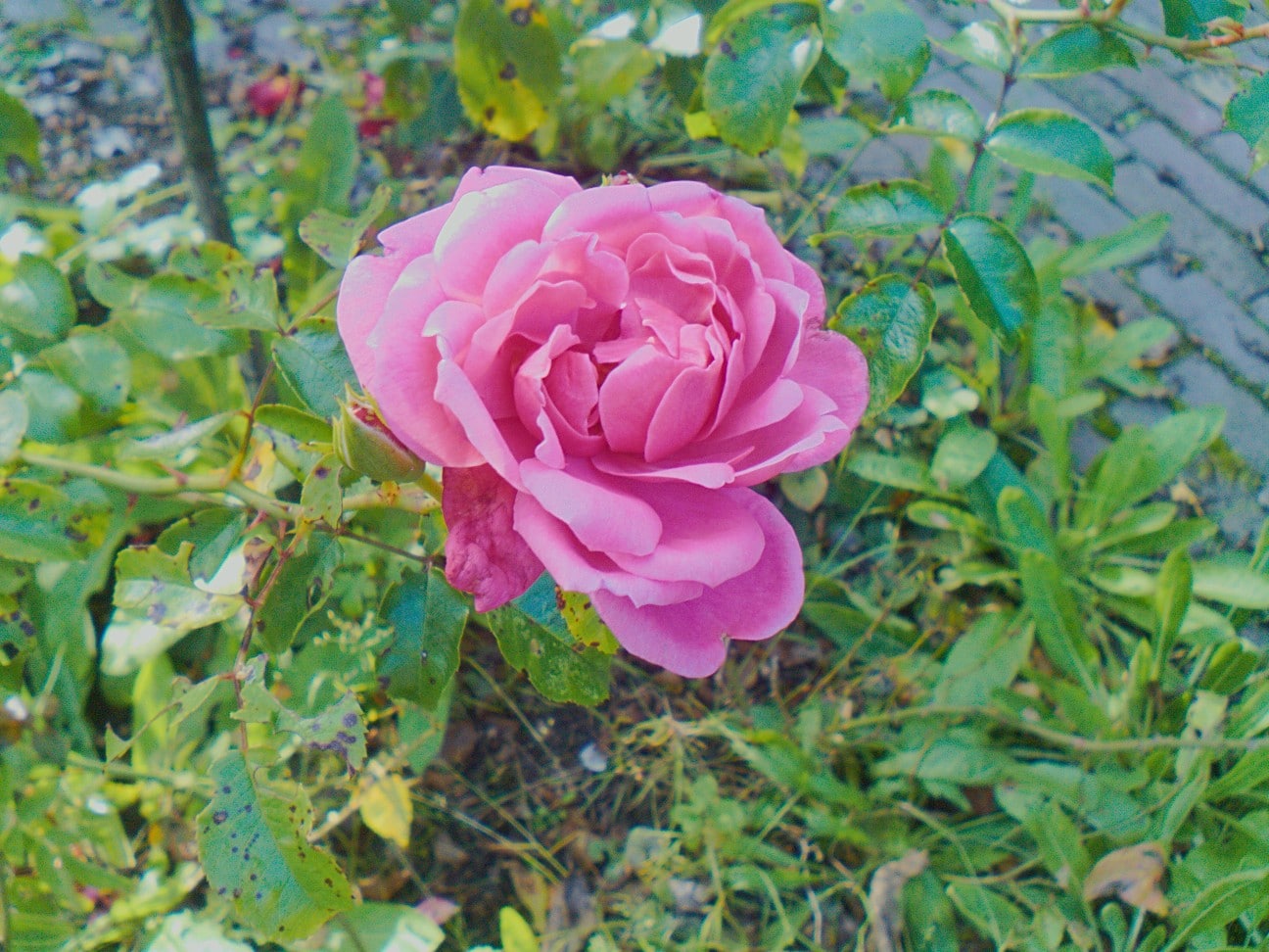 Example picture taken on the PinePhone’s (not Pro) rear camera by Martijn Braam using his app Megapixels.